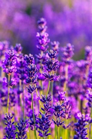 violettes Lavendelfeld