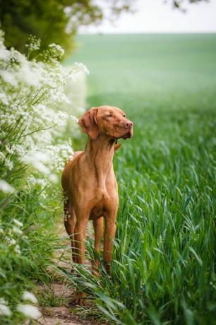 ungarisch vizsla