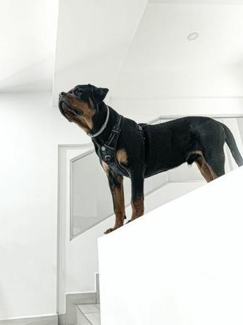 Rottweiler