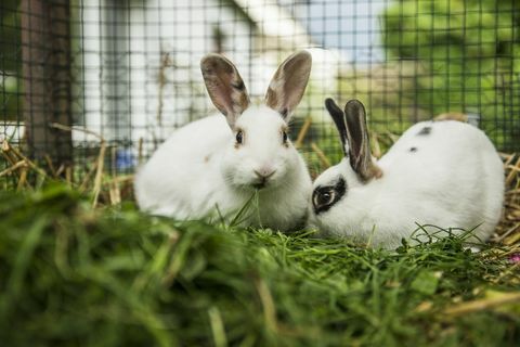 Zwei Kaninchen in einem Käfig auf einer Wiese