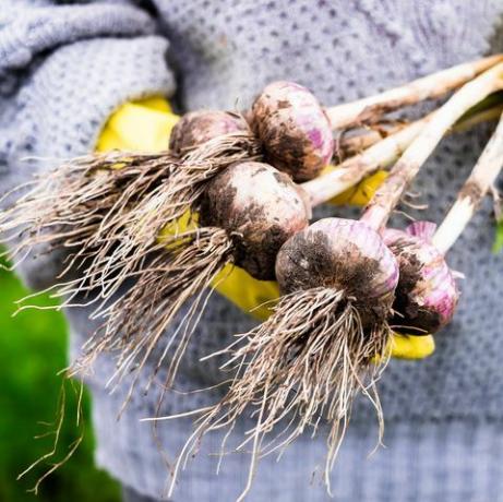 Gemüse im Herbst Knoblauch wachsen