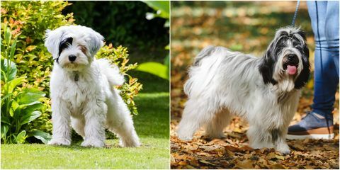 Ein tibetischer Terrier als Erwachsener und Welpe