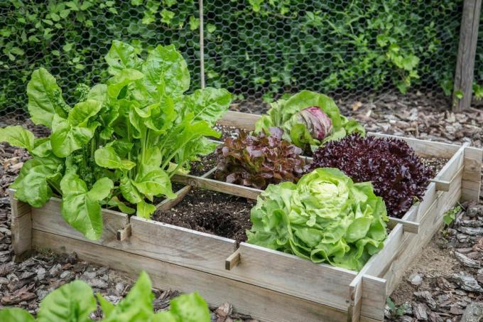 Gemüsegartenkisten aus Holz mit verschiedenen Salatsorten