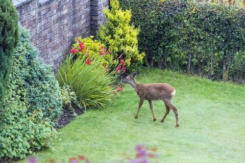 Ein Reh, das auf einem Busch in einem Garten weiden lässt