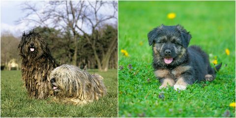 ein Bergamasco-Welpe und ein Erwachsener