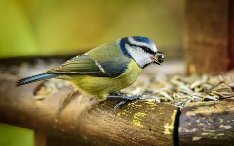 Blaumeise auf Vogelzufuhr im Garten