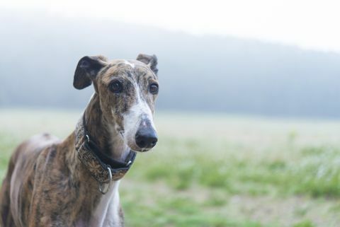 Windhund auf einer Wiese