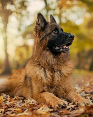 Deutscher Schäferhund im Herbst