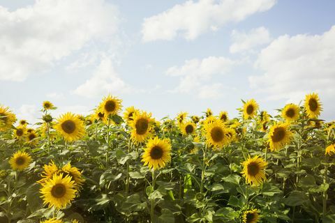 Sonnenblumenfelder in Großbritannien