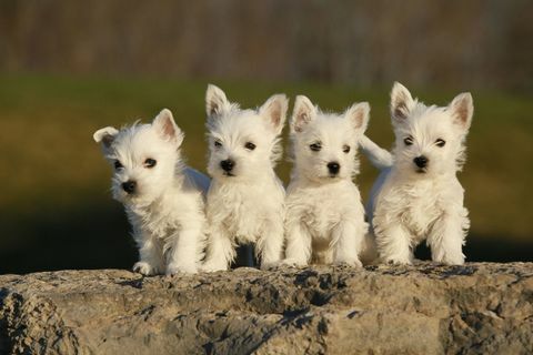 West Highland Terrier Welpen