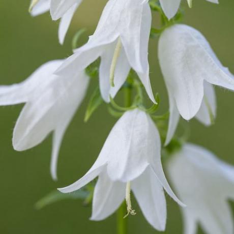 Glockenblumen