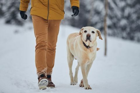 Hundespaziergang im verschneiten Winter