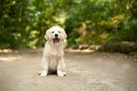 Labrador-Welpe, der auf einem Waldweg sitzt