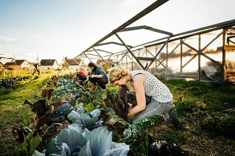 Städtische Landwirte, die Rhabarber von der kleinen organischen Ernte ernten