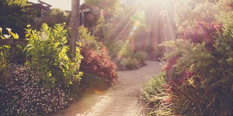 Garten Hitzewelle Sonne