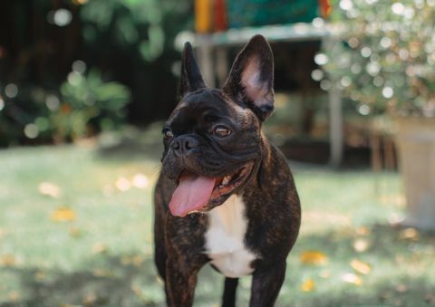 glückliche französische Bulldogge