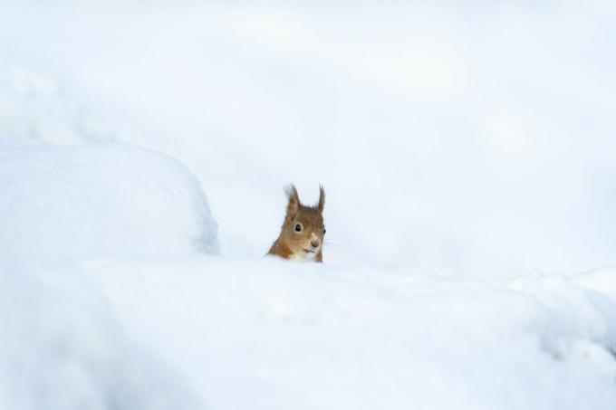 Tiere im Schnee uk