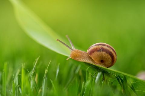 Schöne schöne Schnecke im Gras mit Morgentau