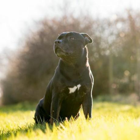 Staffordshire bull terrier