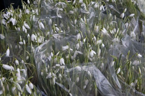 Taschen von Galanthus (Schneeglöckchen) zum Verkauf bereit