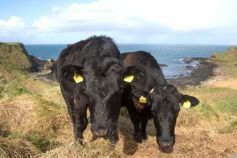 Die Kühe wurden wieder in den Giant's Causeway eingeführt