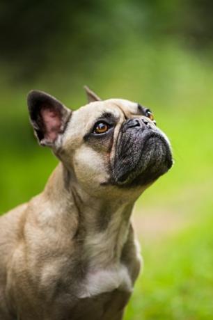 Welpe der französischen Bulldogge