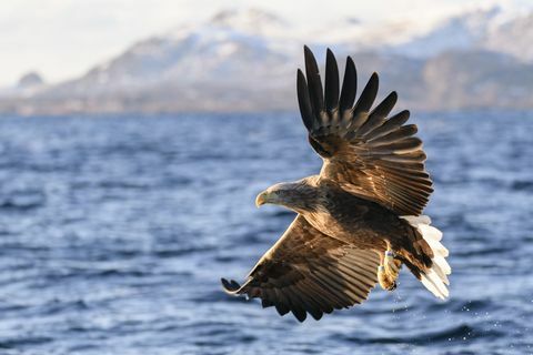 Seeadler oder Seeadler fischen in einem Fjord in Nordnorwegen