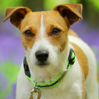 Hundehalsband mit Limetten- und Marinestreifen