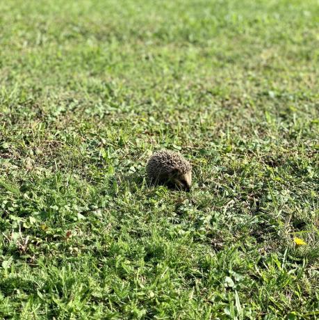 Igel auf Gras