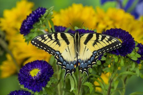 Schwalbenschwanz-Schmetterling