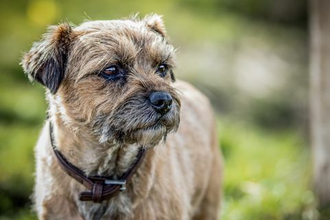 Nahaufnahme von Border Terrier