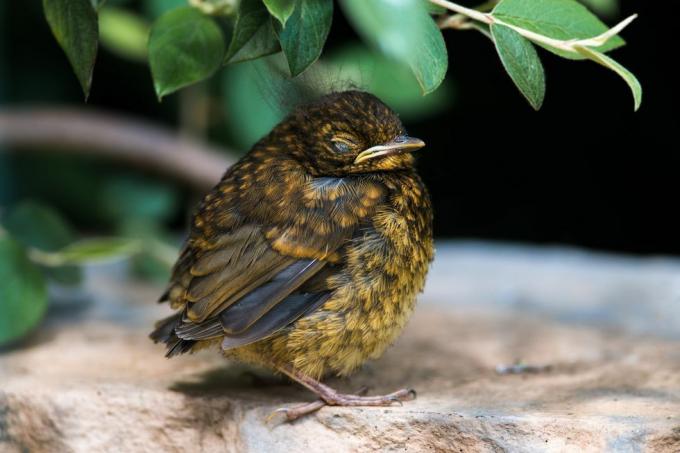 Baby-Amsel