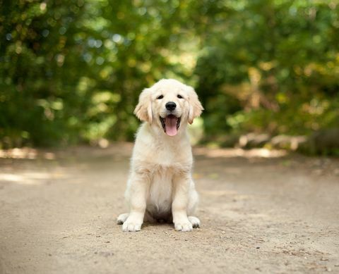 Labrador-Welpe sitzt auf einem Waldweg