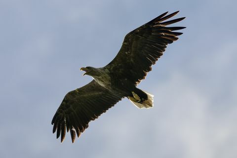 Seeadler im Vorfeld des Wiederansiedlungsprojekts überwacht