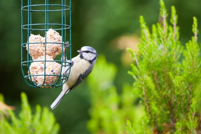 Vogel, Schnabel, Vogelversorgung, Vogelhäuschen, Vogelfutter, Tierwelt, Meise, Pflanze, Sitzvogel, Schwanz,