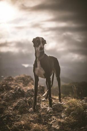 Ein Windhund, der die Landschaft auf einem Berggipfel betrachtet