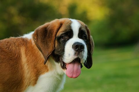 St. Bernhard