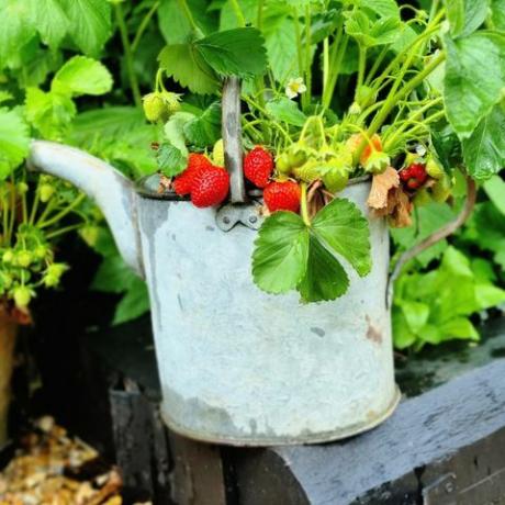 was tun im garten im juli