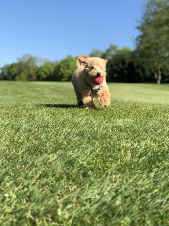 Hund Hugo läuft über die Felder