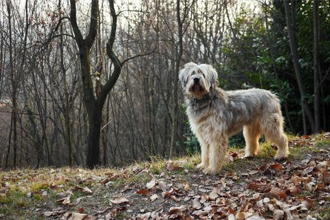 Bergamasco Schäferhund in wachsamer Haltung