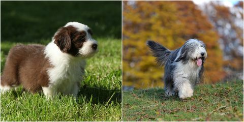 bärtiger Colliehund als Welpe und Erwachsener