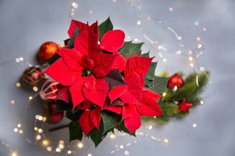 Rote Weihnachtssternblume und festliches Weihnachtsarrangement mit funkelnder Girlande auf Draufsicht des grauen Hintergrundes, Kopienraum