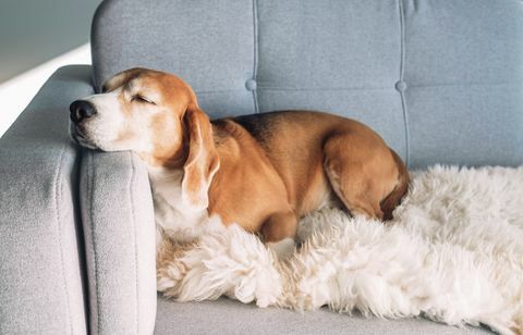 Beagle schläft auf gemütlichem Sofa