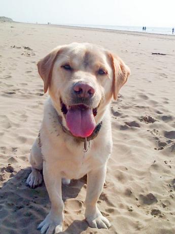 Stumpy the Labrador am Strand