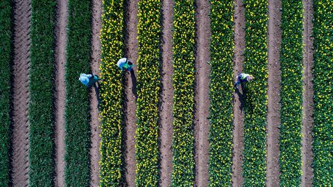 Arbeiter untersuchen die Tulpen in Großbritanniens letztem verbliebenen Glühbirnenfeld in der Nähe von King's Lynn, Norfolk