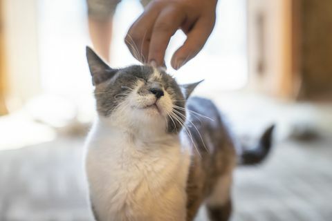 die katze wird mit menschlicher hand leicht am kopf gekratzt das tier freut sich über ein foto bei vorhandenem licht zu hause