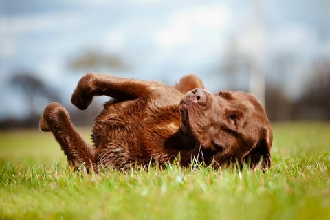 brauner Labrador retriever-Hund, der auf dem Gras rollt