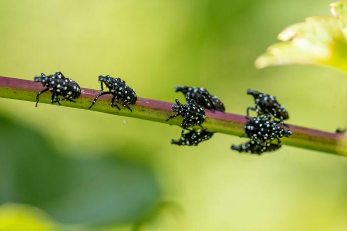 Was ist die dritte Stufe der gefleckten Laternenfliege?