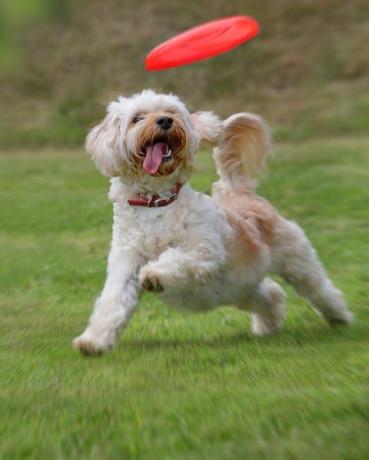 Hund fängt Frisbee