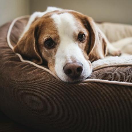 Der einzige Raum, in dem Ihr Hund laut einer neuen Studie nicht allein gelassen werden sollte